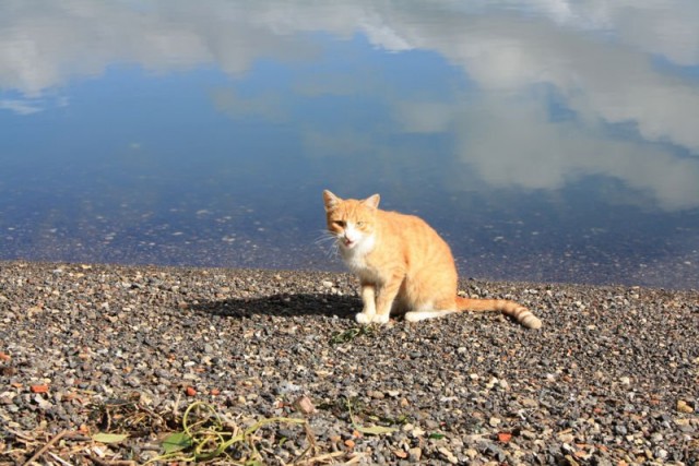 Котовторник (начало в супермаркете!)