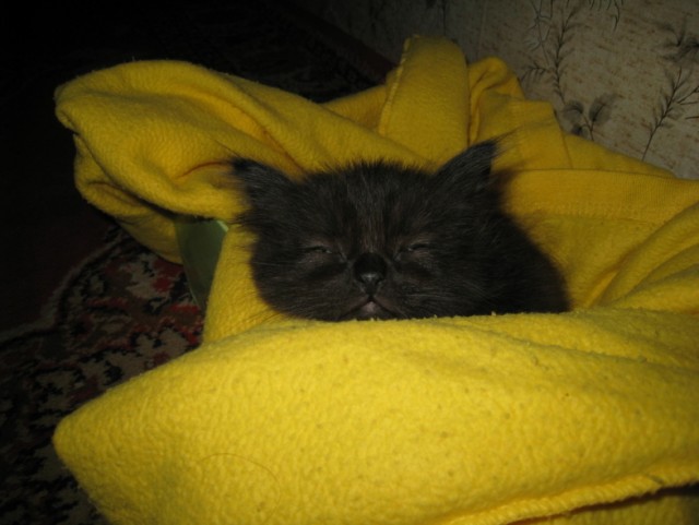 Котовторник (31.01.2012)