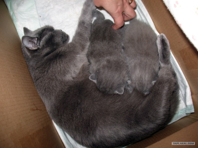 Котовторник (07.02.2012)
