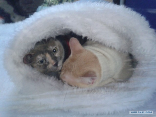 Котовторник 27.03.2012