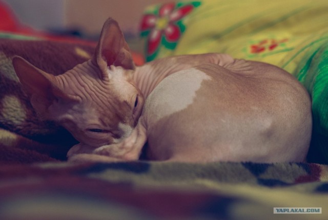 Котовторник 29.05.2012