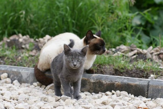 Чо, поцоны? Котовторнег?!