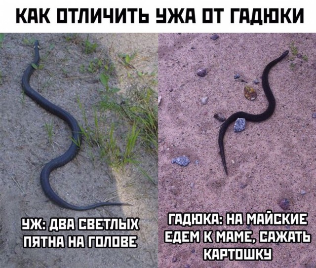 Поедем на дачу?