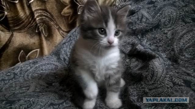 Номер восемь