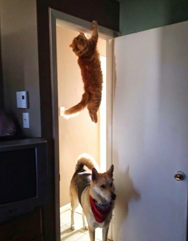 Уже не котовторник, но еще и не собакочетверг
