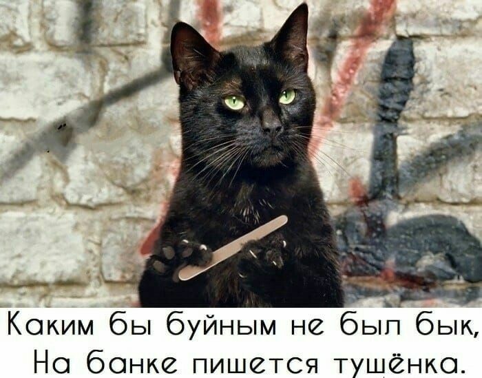 Котовторник 03.03.2020