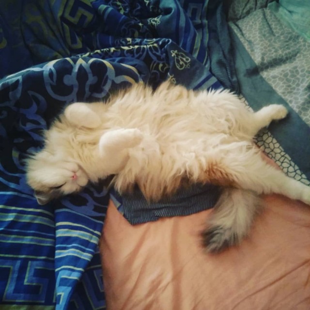 Котофеев пост