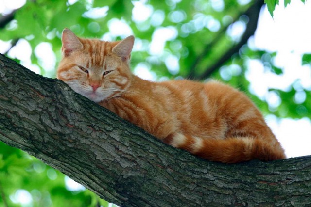 Котофеев пост