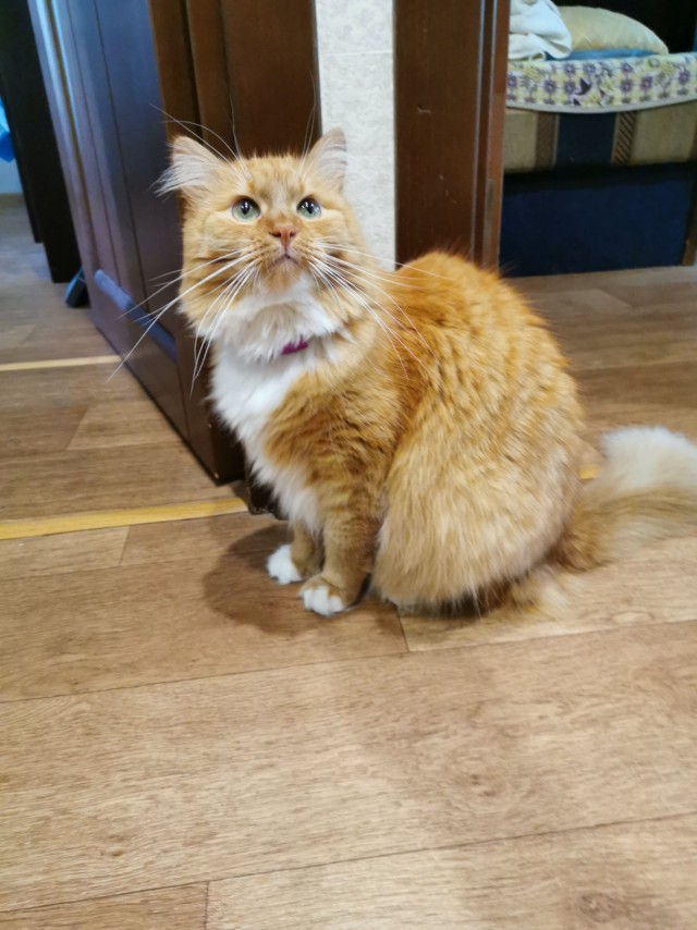 Котовторник