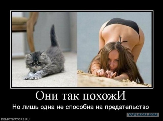 Котэ разговаривает во сне