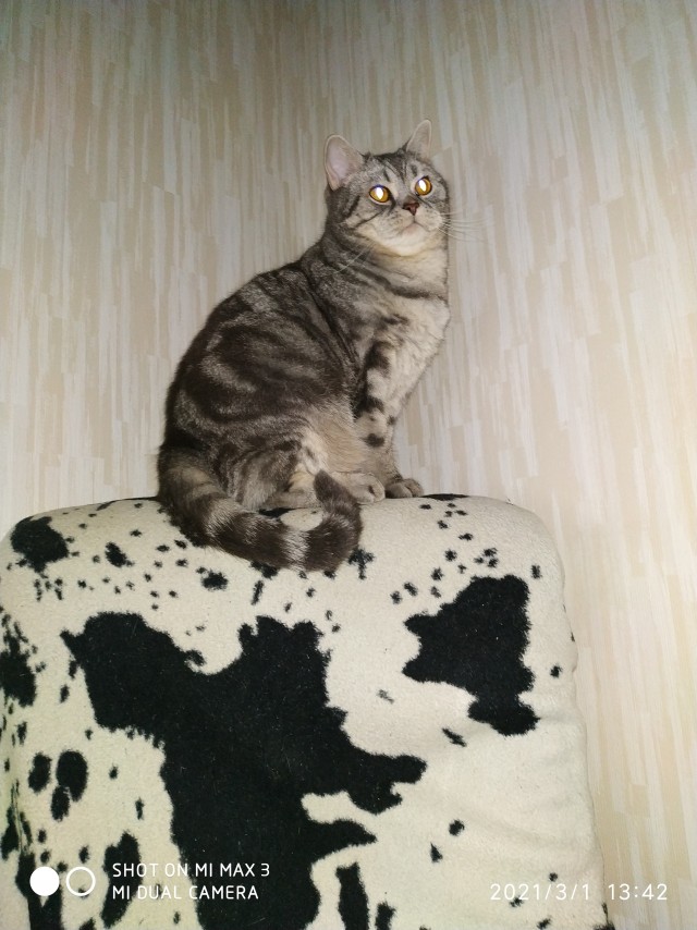 Котовторник!