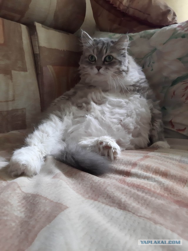 Всемирный день кошек