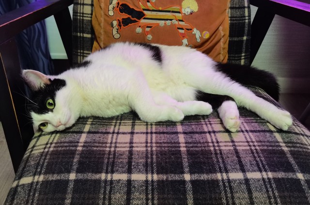Котовторник 11.01.22