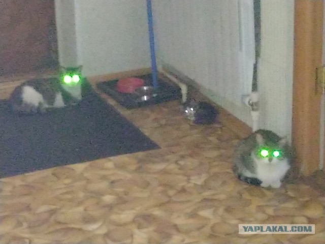 Господа и дамы ЯПа! Котовторник у нас начался! Отойдите от политоты и давайте котиков побольше!