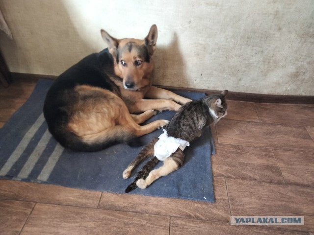 Котики в беде