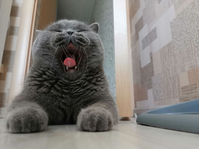 Ура! Котовторник.