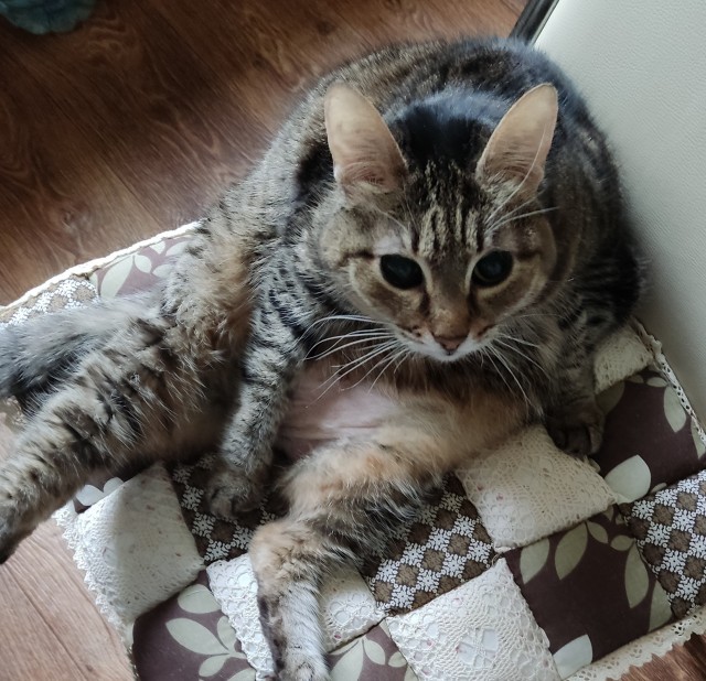 Коооочет!!!