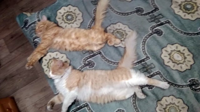 "Мой" котовторник