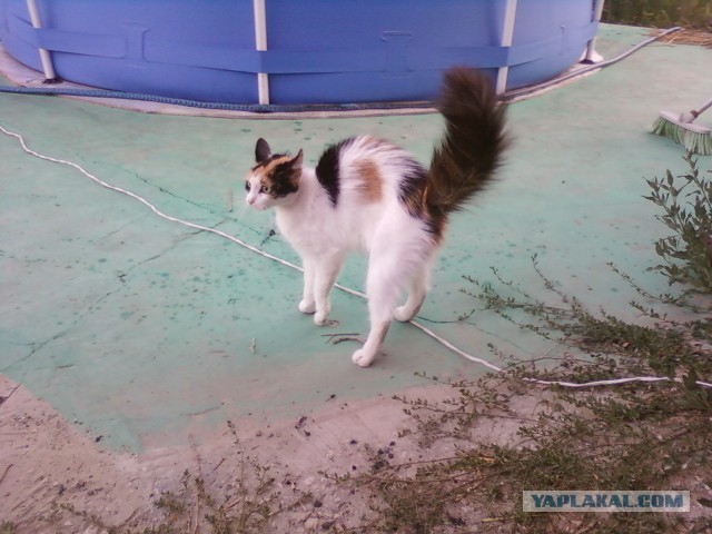 Вот такое хобби