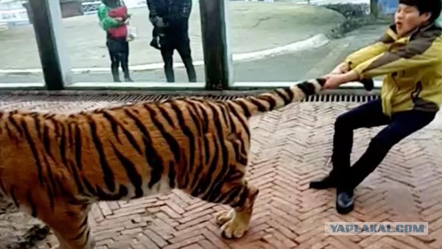 Кошка из Игры престолов