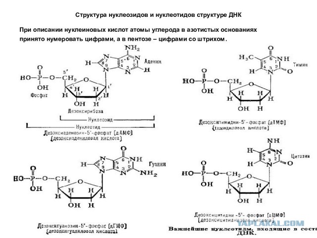 10 в 164 степени - среднее число попыток для случайного создания белка