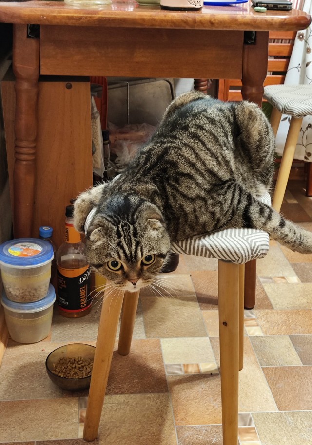 Котовторнику посвящается. Счастья привалило