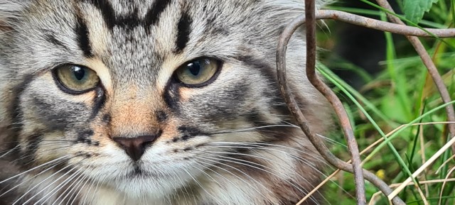 Начинаем котофторник?