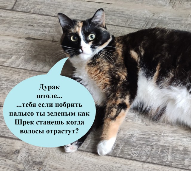 Знакомьтесь, это моя кошечка, зовут Япа