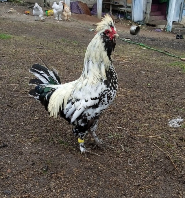 Веселая ферма: Курочки