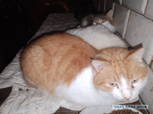 Жизнь домашнего приюта для котеек 474