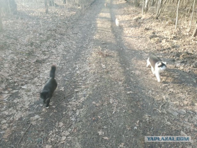 Жизнь домашнего приюта для котеек 483