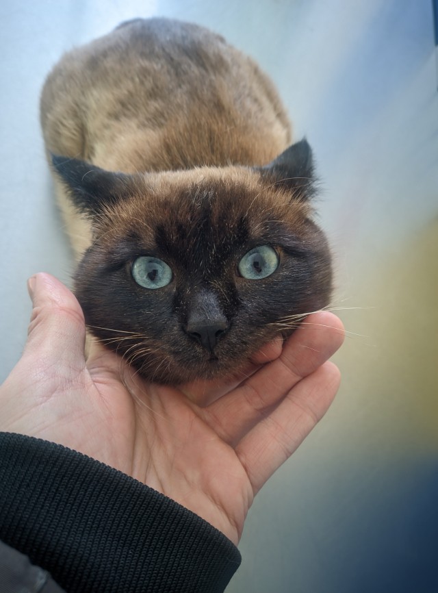 Мой котовторник