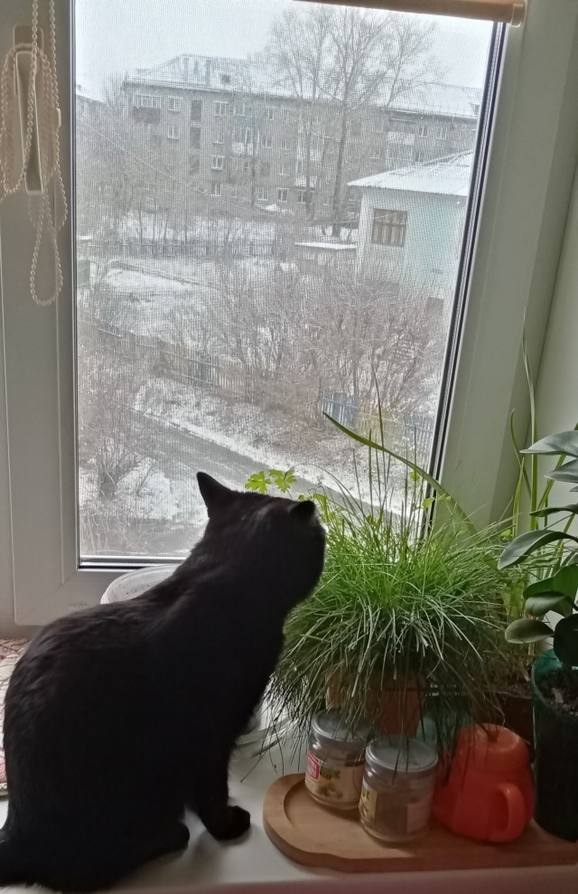 Жизнь домашнего приюта "Котоленд" 432