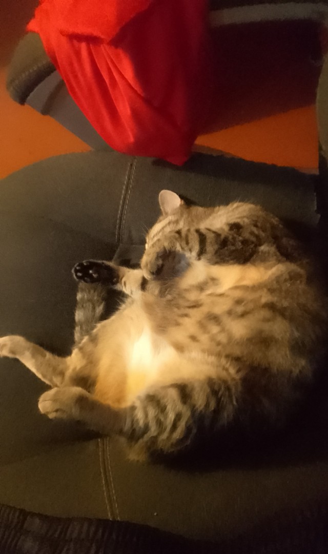 Котовторник. Мой котан