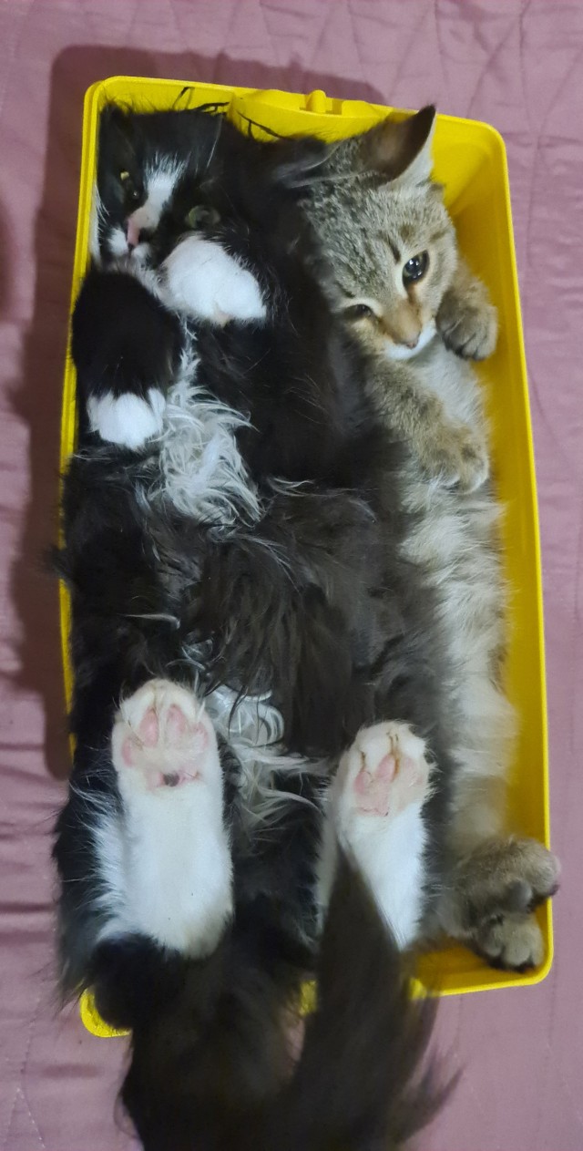 Коробочки наше фсё
