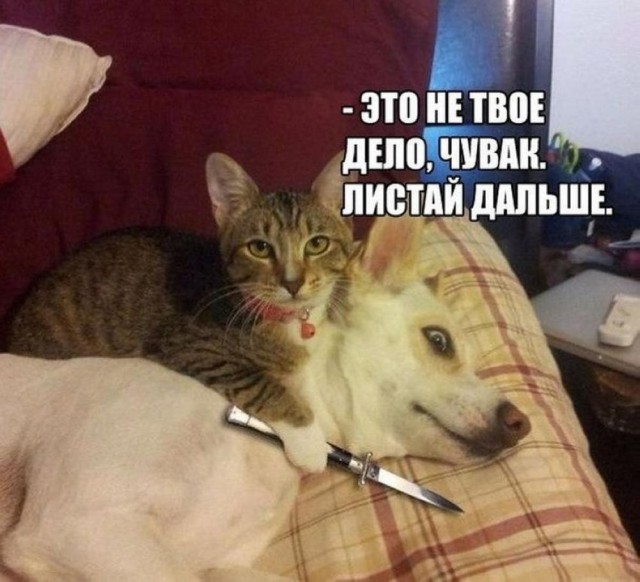Картинки разные с надписями и без