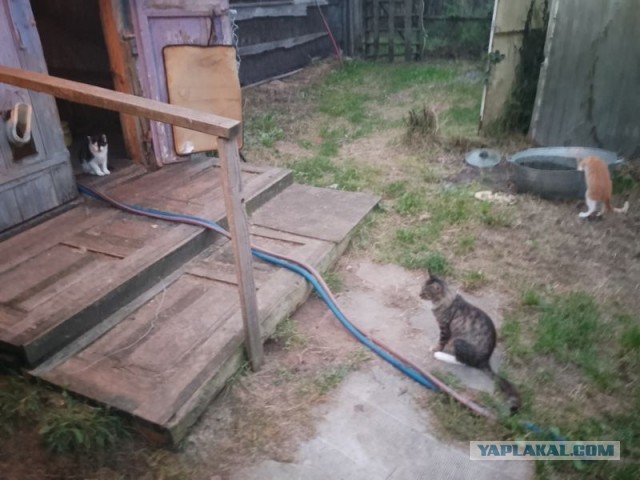 Жизнь домашнего приюта для котеек 516