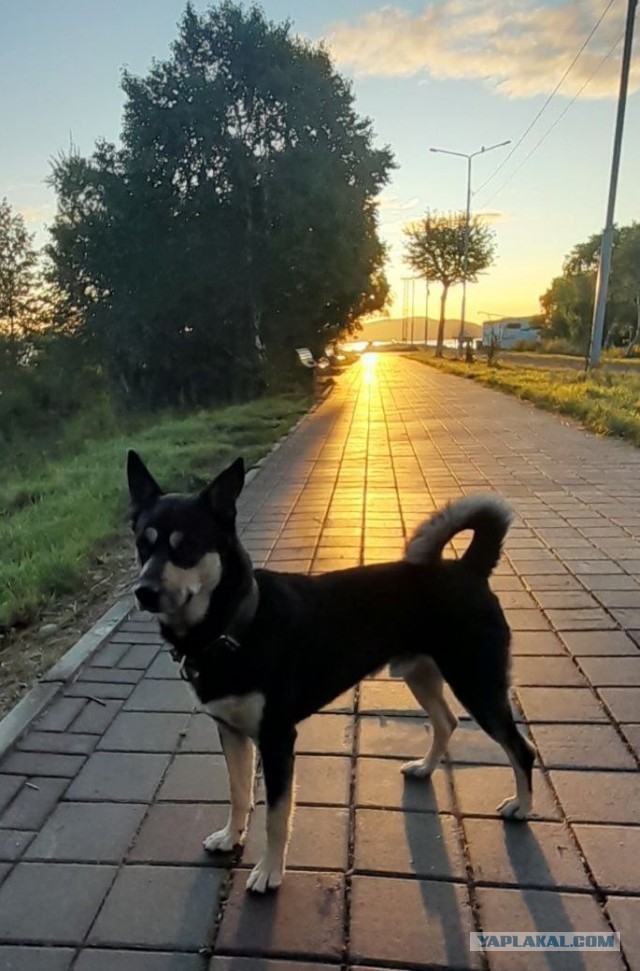 Буч к СобакоЧетвергу