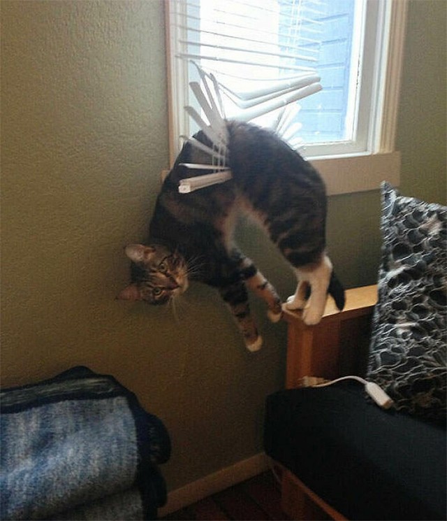 Коты, которые смирились со своей участью
