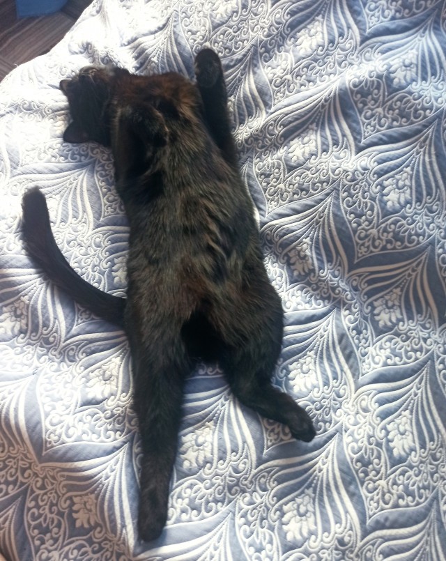Спящий кот