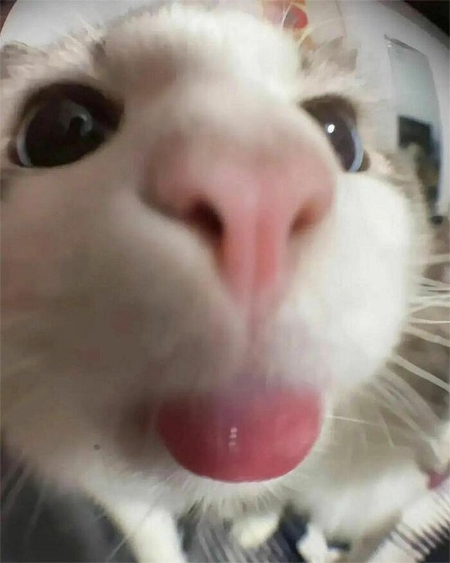 Смешные коты, которые бы победили на конкурсе абсурдных фотографий