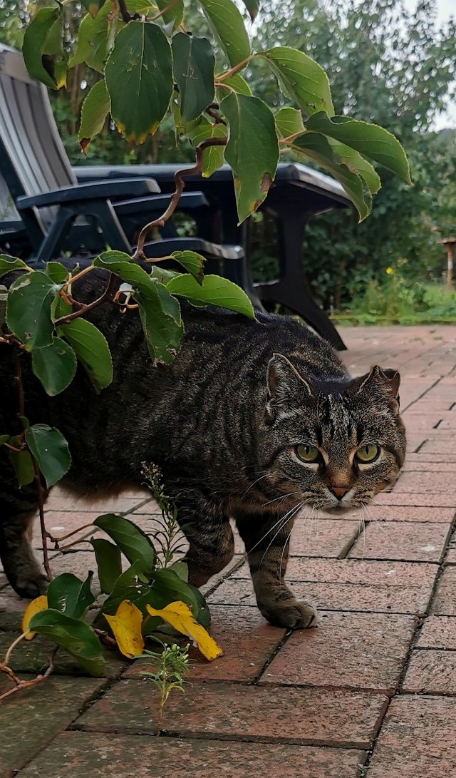 Котовторник