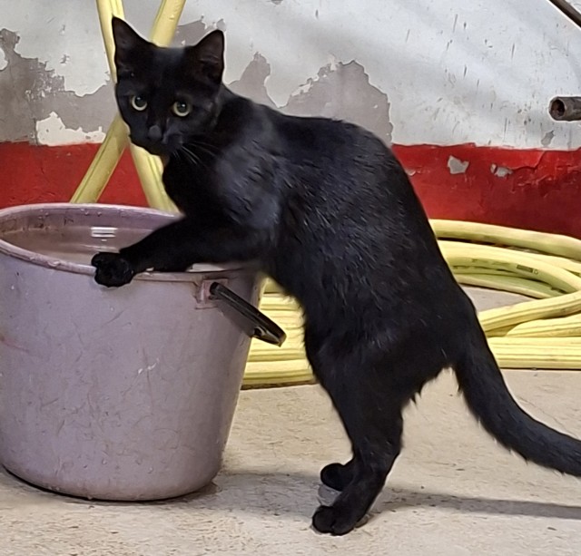 К-котовторник.