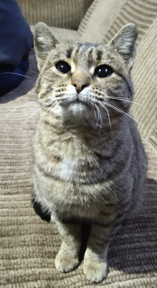 Котейка, хорошая