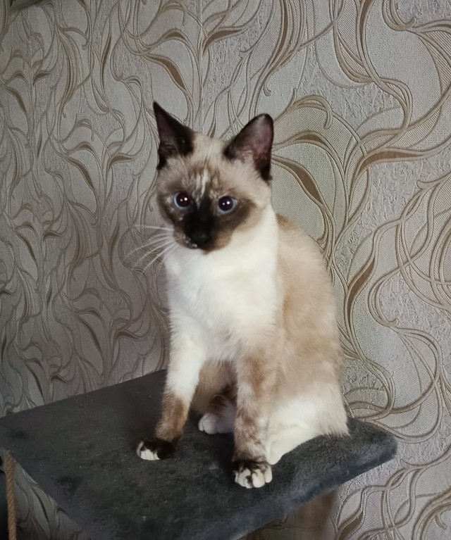 Вот и мой кот