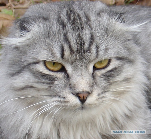 Вот и мой кот