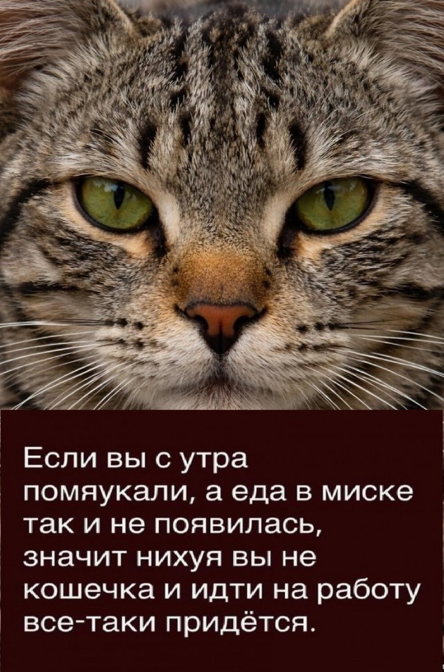 Так себе картинки 29.01.26