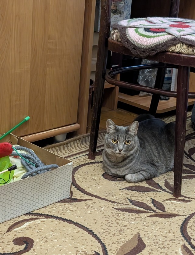А котовторник уже пришёл?