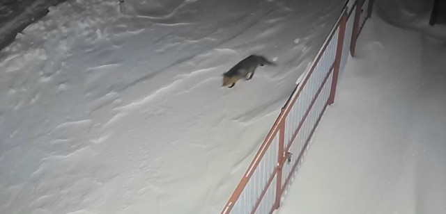 Лиса