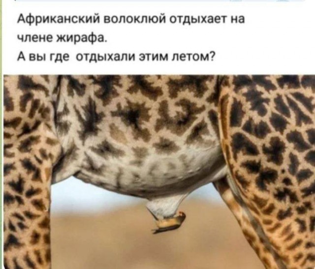 Картинки для деградации 139 (разной степени свежести)
